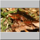 Pentatoma rufipes - Rotbeinige Baumwanze 04b.jpg